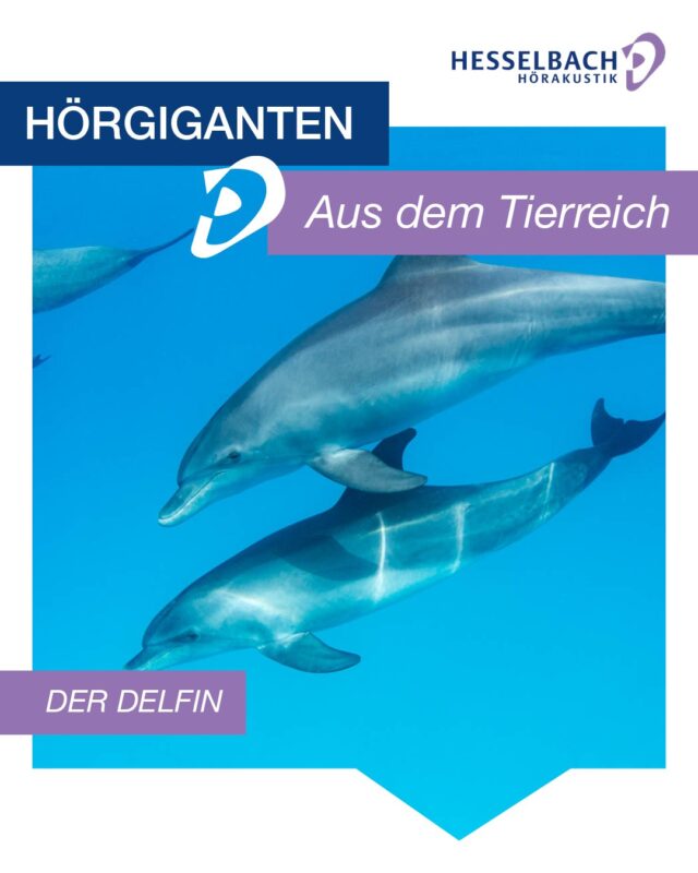 🐬🌊 Hörgiganten aus dem Tierreich

Delfine sind wahre Meister des Hörens! 👂

Sie nutzen die sogenannte Echoortung, um sich unter Wasser zu orientieren und Beute zu finden. Dabei senden sie Klicklaute aus und werten die zurückkehrenden Schallwellen aus – so entsteht ein genaues Bild ihrer Umgebung.

Wussten Sie das schon? Schreiben Sie es uns gerne in die Kommentare! 💜👇

#HesselbachHörakustik #Hörgiganten #Tierreich #Delfin #Echoortung #Hören #Hörgesundheit #Hörakustik #Natur #WusstenSieSchon
