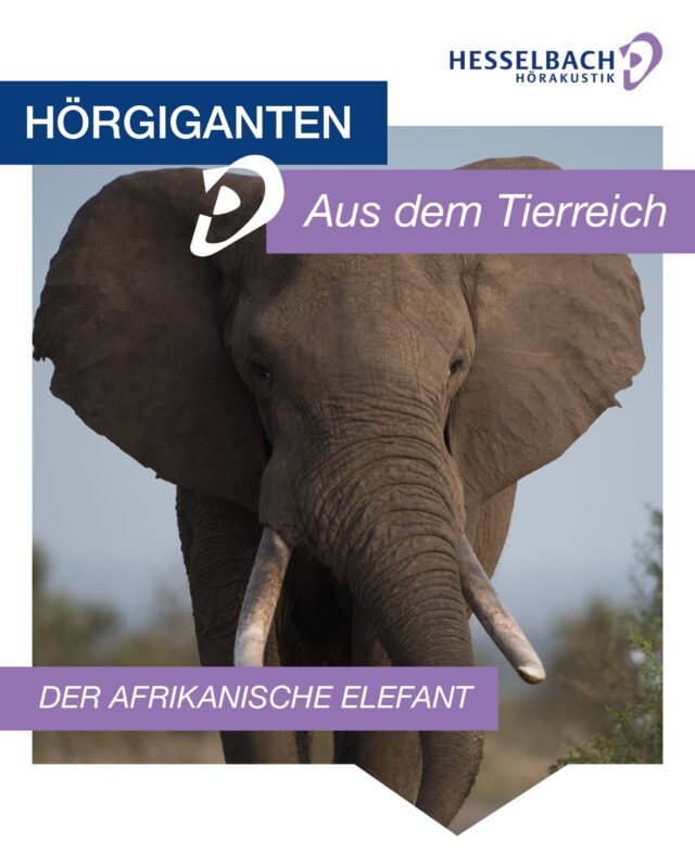 🐘👂 Hörgiganten aus dem Tierreich: Der Afrikanische Elefant

Wussten Sie, dass Elefanten echte Hörexperten sind? Sie nutzen sogenannten Infraschall – extrem tiefe Töne, die wir Menschen gar nicht wahrnehmen können. 🎵

👉 Damit kommunizieren sie über mehrere Kilometer hinweg miteinander und bleiben auch auf großer Distanz verbunden.

Ein faszinierendes Beispiel dafür, wie vielfältig Hören in der Natur sein kann. 💜

Schon gewusst oder überrascht? Schreiben Sie es gerne in die Kommentare! 💬

#Hörgiganten #Tierreich #AfrikanischerElefant #SchonGehört #Hörwissen #Hören #Hörgesundheit #Natur #HesselbachHörakustik #Elefant #FunFact