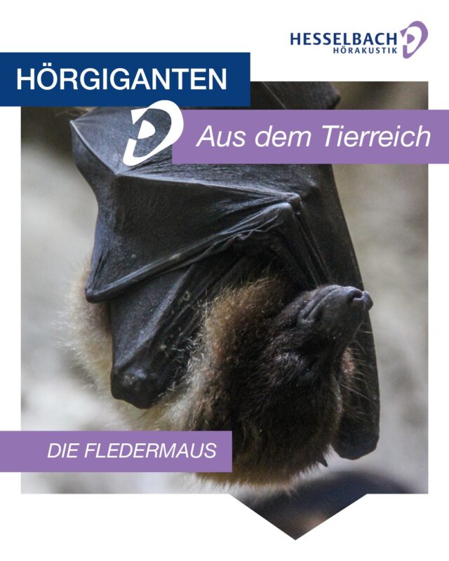 🦇👂 Hörgiganten aus dem Tierreich: Die Fledermaus

Fledermäuse orientieren sich mit Echoortung – einer faszinierenden Fähigkeit, die ihnen das Fliegen und Jagen selbst in völliger Dunkelheit ermöglicht. 🌙✨

👉 Sie senden für Menschen meist unhörbare Ultraschalllaute aus und erkennen anhand der zurückkehrenden Echos ihre Umgebung – sogar kleinste Insekten.

Ein beeindruckendes Beispiel dafür, wie außergewöhnlich Hören in der Natur sein kann. 💜

Schon gewusst oder überrascht? Schreiben Sie es gerne in die Kommentare! 💬

#Hörgiganten #Tierreich #Fledermaus #SchonGehört #Hörwissen #Hören #Hörgesundheit #Natur #HesselbachHörakustik #Echoortung #FunFact