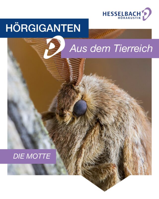 Hörgiganten aus dem Tierreich: Die Motte 👂

Wussten Sie, dass manche Motten ein erstaunlich gutes Gehör besitzen?
Ihre empfindlichen Hörorgane helfen ihnen dabei, Ultraschallrufe von Fledermäusen wahrzunehmen – und so blitzschnell zu reagieren, um Fressfeinden zu entkommen.

👉 Ein faszinierendes Beispiel dafür, wie wichtig gutes Hören in der Natur ist – für Tiere genauso wie für uns Menschen.

Sie möchten mehr über die Welt des Hörens erfahren oder Ihr Gehör überprüfen lassen? Wir beraten Sie gerne persönlich. 🤝

#Hören #Hörwissen #Hörakustik #WusstenSieSchon #Tierwelt #Gesundheit #HesselbachHörakustik #Ohren #Wissenspost #Natur