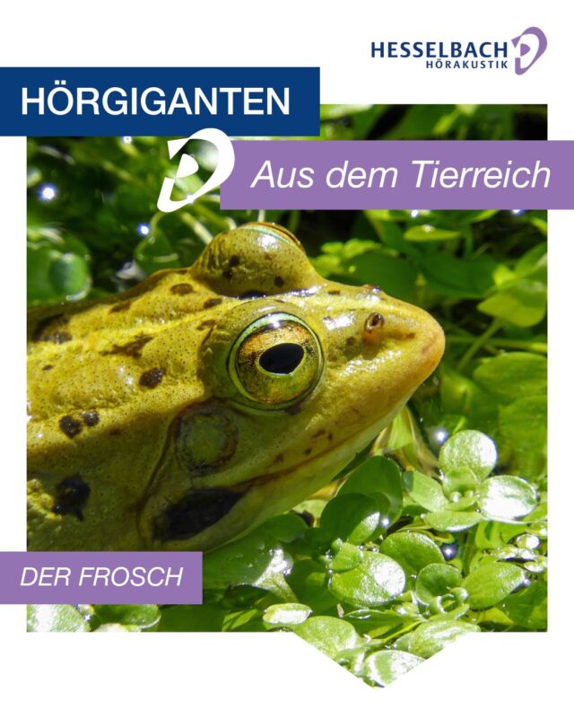 🐸👂 Hörgiganten aus dem Tierreich: Der Frosch

Frösche sind echte Multitalente – auch beim Hören! Sie können sowohl an Land als auch unter Wasser Schall wahrnehmen. Dabei nutzt ihr Hörsystem je nach Umgebung unterschiedliche Wege, um Schwingungen zum Innenohr weiterzuleiten. 🌊🌿 

Besonders spannend: Frösche besitzen keine Ohrmuscheln wie wir Menschen. Bei vielen Arten ist stattdessen das Trommelfell direkt hinter dem Auge zu erkennen. 🐸🔊 

Ein faszinierendes Beispiel dafür, wie vielseitig sich das Gehör im Tierreich entwickelt hat. 💜

Hätten Sie das gewusst? 😊

#HesselbachHörakustik #Hörgiganten #Tierreich #Frosch #Hören #Gehör #Hörakustik #Hörgesundheit #SchonGewusst #Wissen #Natur