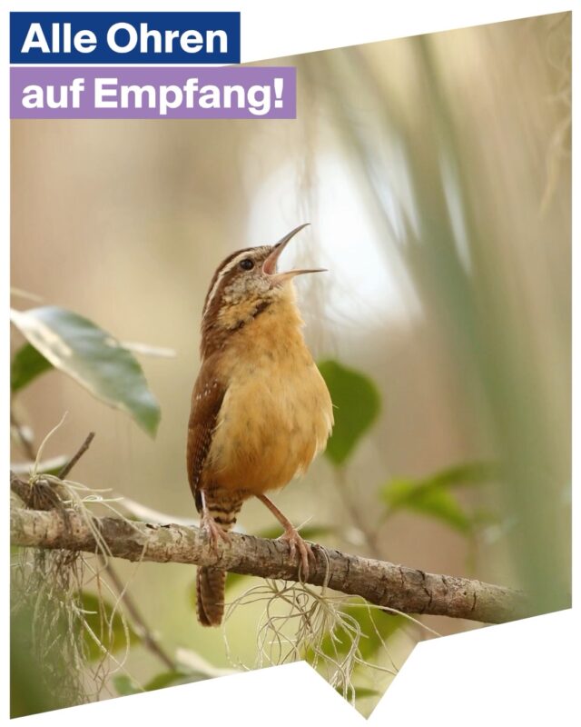 🐦 Bald ist Ostern – und der Frühling bringt die Natur wieder zum Klingen

Vermissen Sie das fröhliche Zwitschern der Vögel am Morgen?

Stellen Sie sich vor, Sie wachen auf und hören wieder das sanfte Rauschen der Blätter und das Zwitschern der Vögel – all die kleinen Klänge, die diese besondere Jahreszeit so besonders machen. 🍃💜

👉 Was würde es Ihnen bedeuten, diese Momente wieder bewusst zu genießen?

Mit unseren Hörlösungen unterstützen wir Sie dabei, genau das wieder zu erleben.

Vereinbaren Sie jetzt Ihren kostenlosen Hörtest in einer unserer Filialen oder rufen Sie uns für eine persönliche Beratung an. 🤝

#SchonGehört #Ostern #Frühling #Hörgesundheit #BesserHören #HesselbachHörakustik #Hörtest #Lebensqualität #Naturklänge #Hörberatung #Hörakustik #Hörgeräte #Hörsysteme