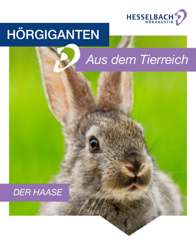 🐰 Hörgiganten aus dem Tierreich: Der Hase 👂

Passend zur Osterzeit: Wussten Sie, dass Hasen ein außergewöhnlich gutes Gehör haben?
Ihre langen Ohren können unabhängig voneinander bewegt werden – so nehmen sie Geräusche aus verschiedenen Richtungen gleichzeitig wahr. 🎧

👉 Das hilft ihnen, Gefahren frühzeitig zu erkennen und blitzschnell zu reagieren.

Ein schönes Beispiel dafür, wie wichtig gutes Hören ist – in der Natur und auch für uns Menschen. 💜

Genießen Sie die leisen Frühlingsmomente – und hören Sie genau hin. 🌸

#Hörgiganten #SchonGehört #Ostern #Hase #Tierwelt #Hörwissen #Hören #Hörgesundheit #HesselbachHörakustik #Natur #Frühling